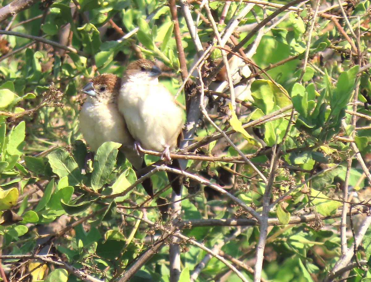 Hint Gümüşgagası - ML647334542