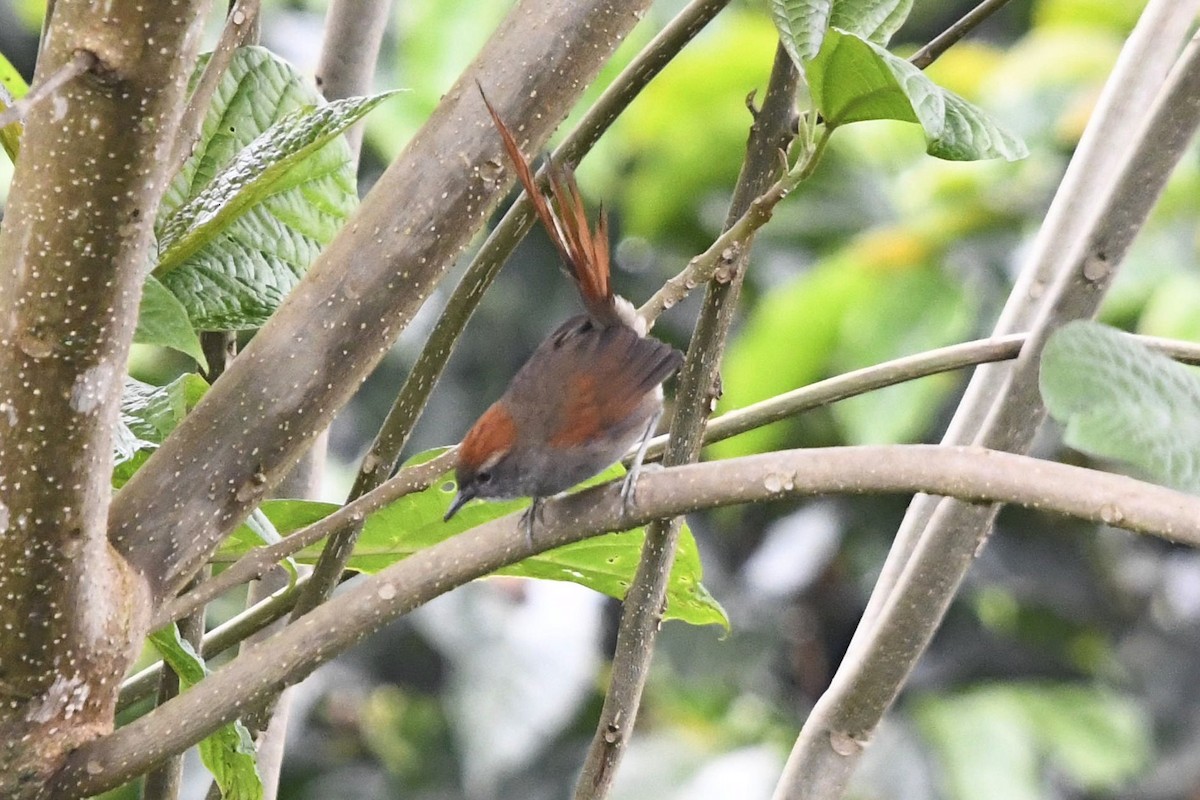Azara's Spinetail - ML647334551
