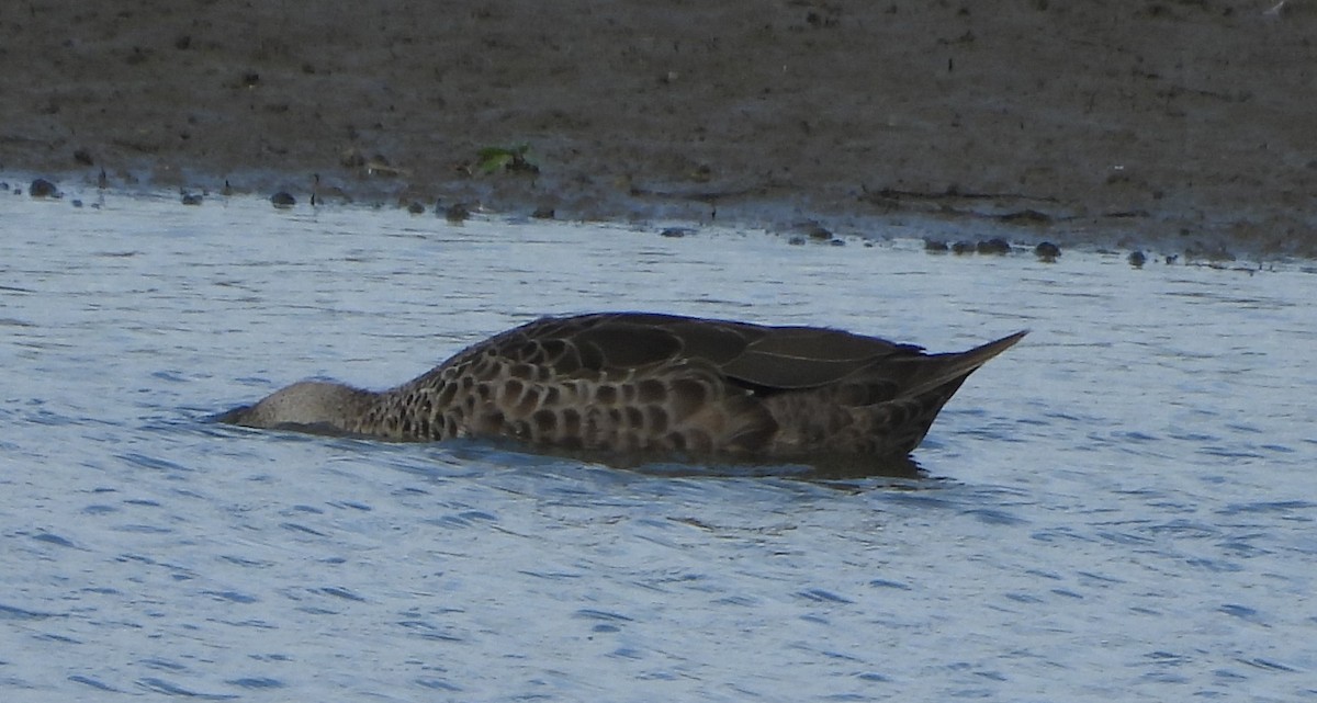 Sarcelle australasienne - ML647334597