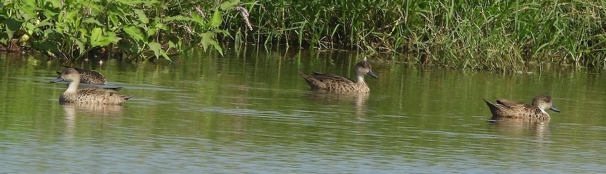 Sarcelle australasienne - ML647334598