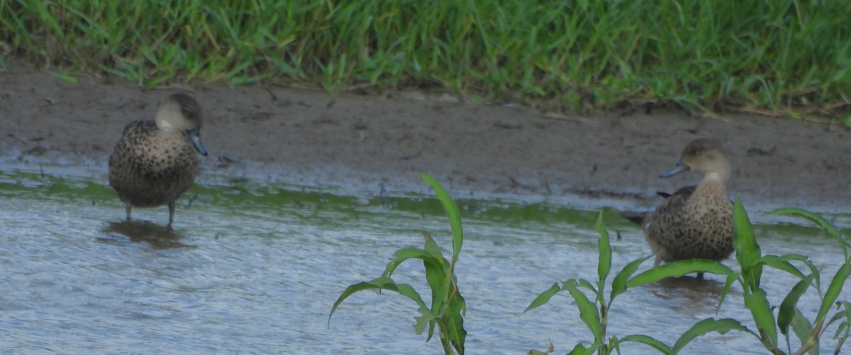 Sarcelle australasienne - ML647334599