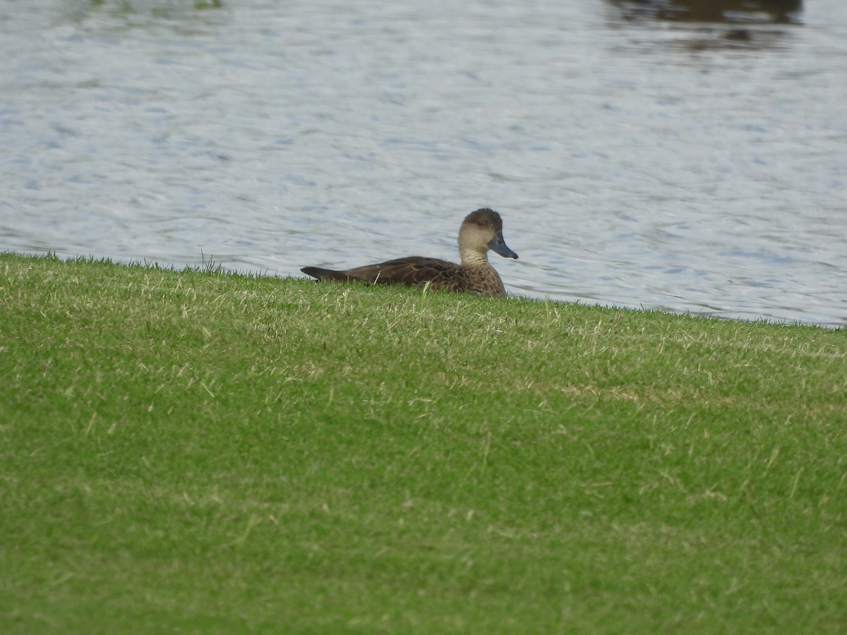 Sarcelle australasienne - ML647334600