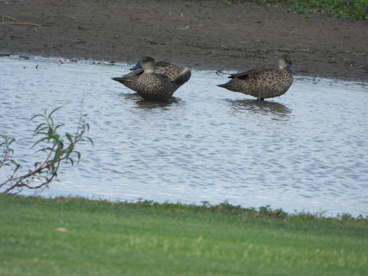 Sarcelle australasienne - ML647334601