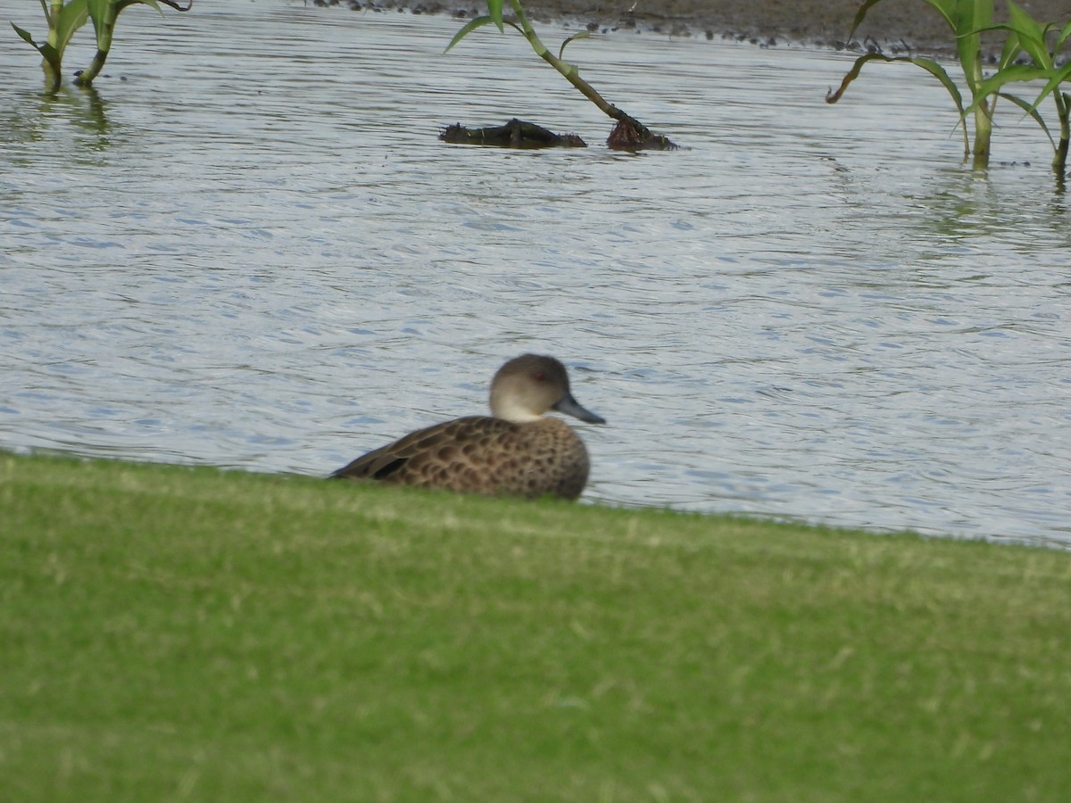 Sarcelle australasienne - ML647334602