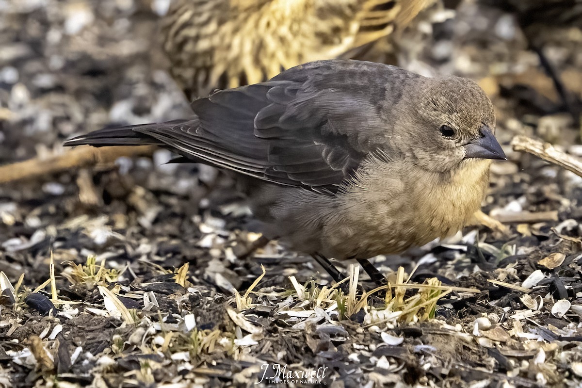 Brown-headed Cowbird - ML647334640