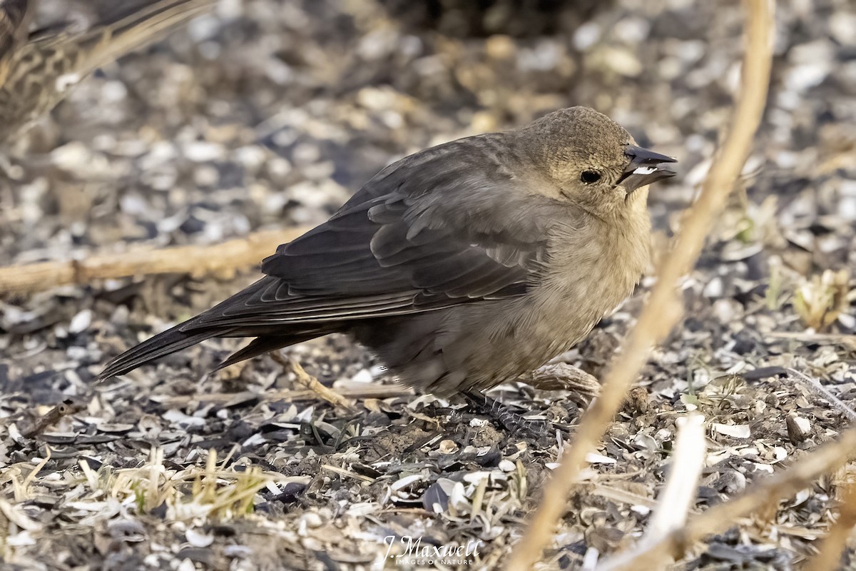 Brown-headed Cowbird - ML647334642