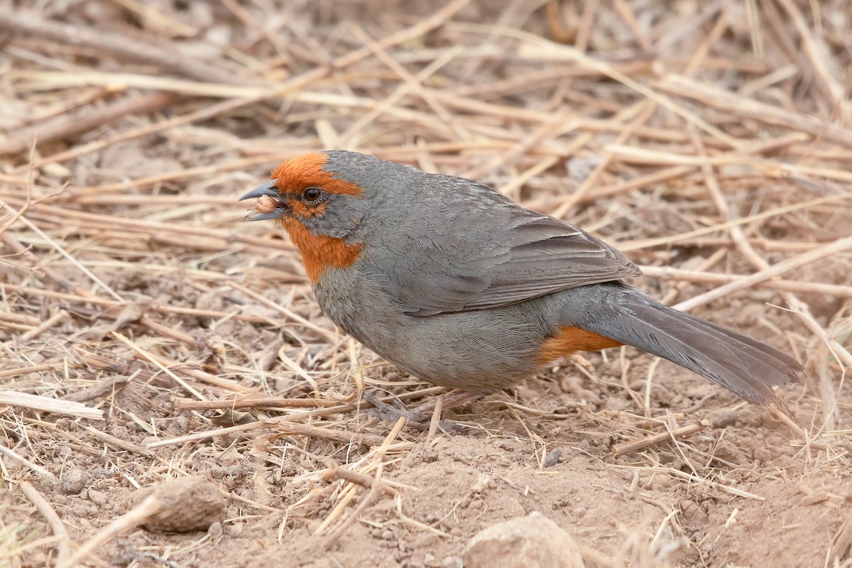 Tucuman Mountain Finch - ML647334664