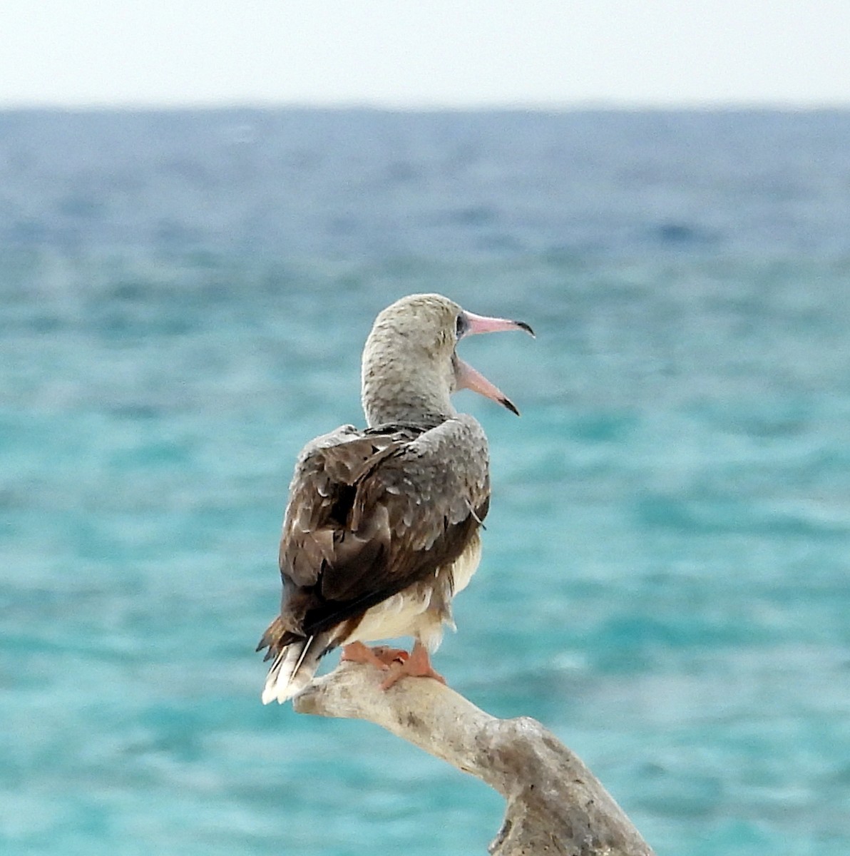 Сула червононога - ML647334665