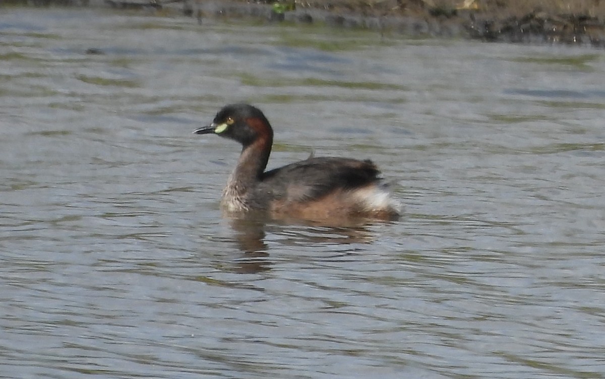 Australasian Grebe - ML647334684
