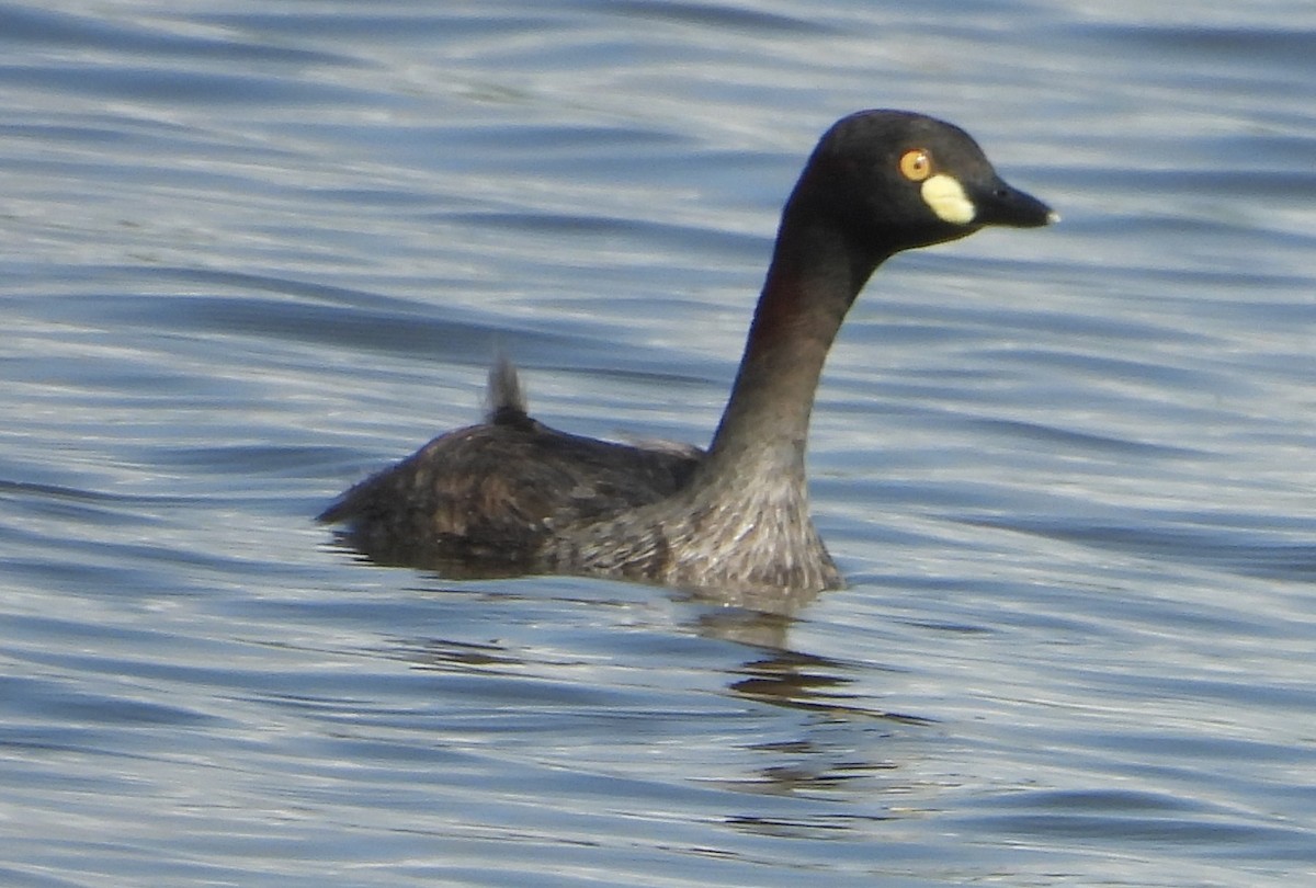 Australasian Grebe - ML647334685