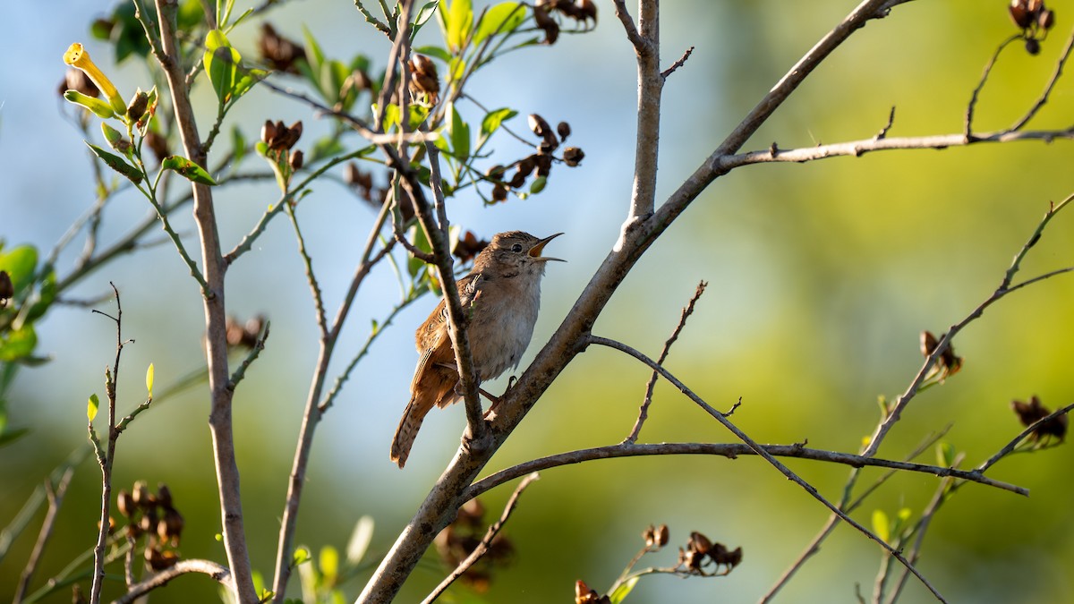 Southern House Wren - ML647334718
