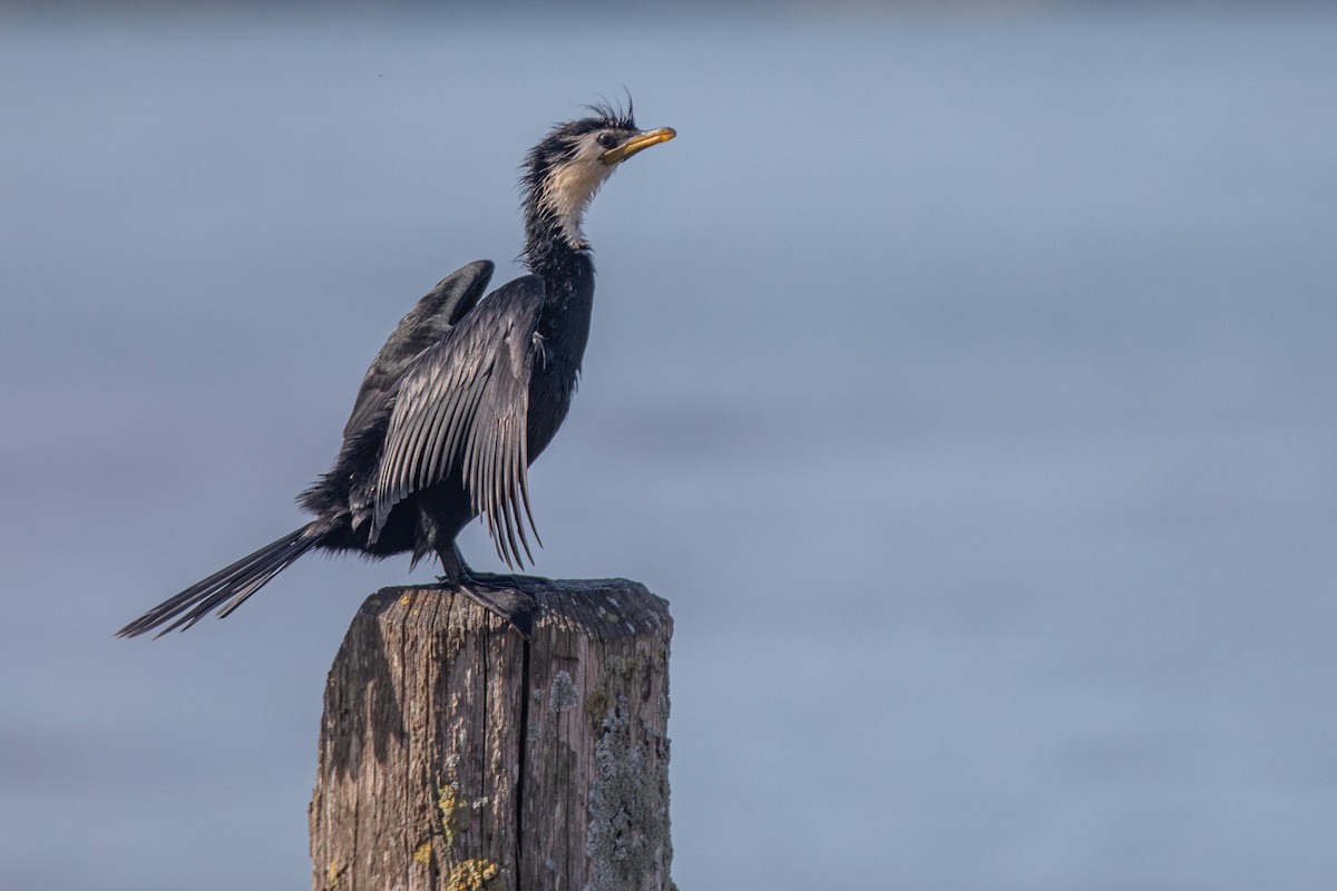 シロハラコビトウ - ML647334726