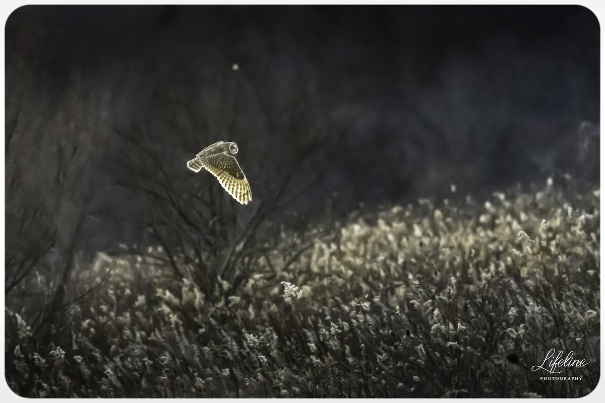 Short-eared Owl - ML647334736