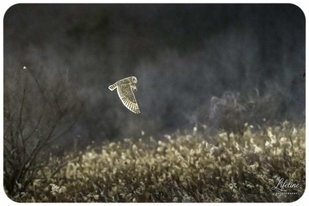 Short-eared Owl - ML647334737
