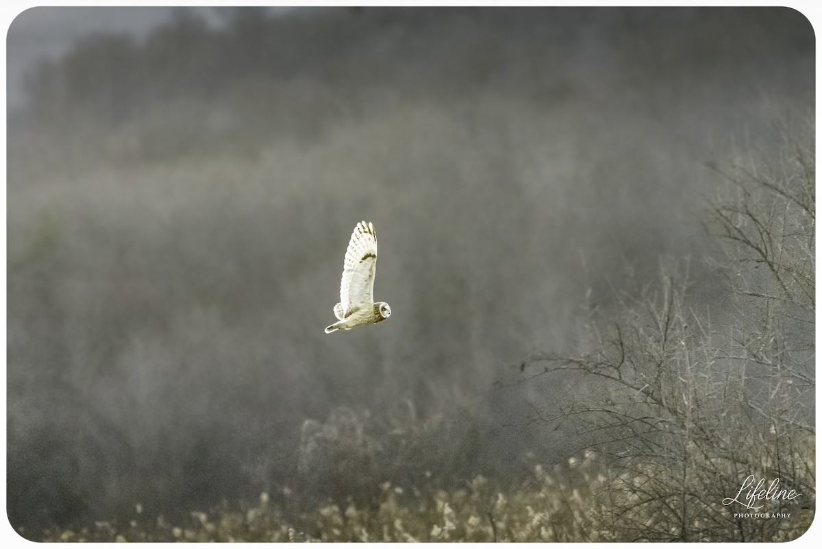 Short-eared Owl - ML647334739