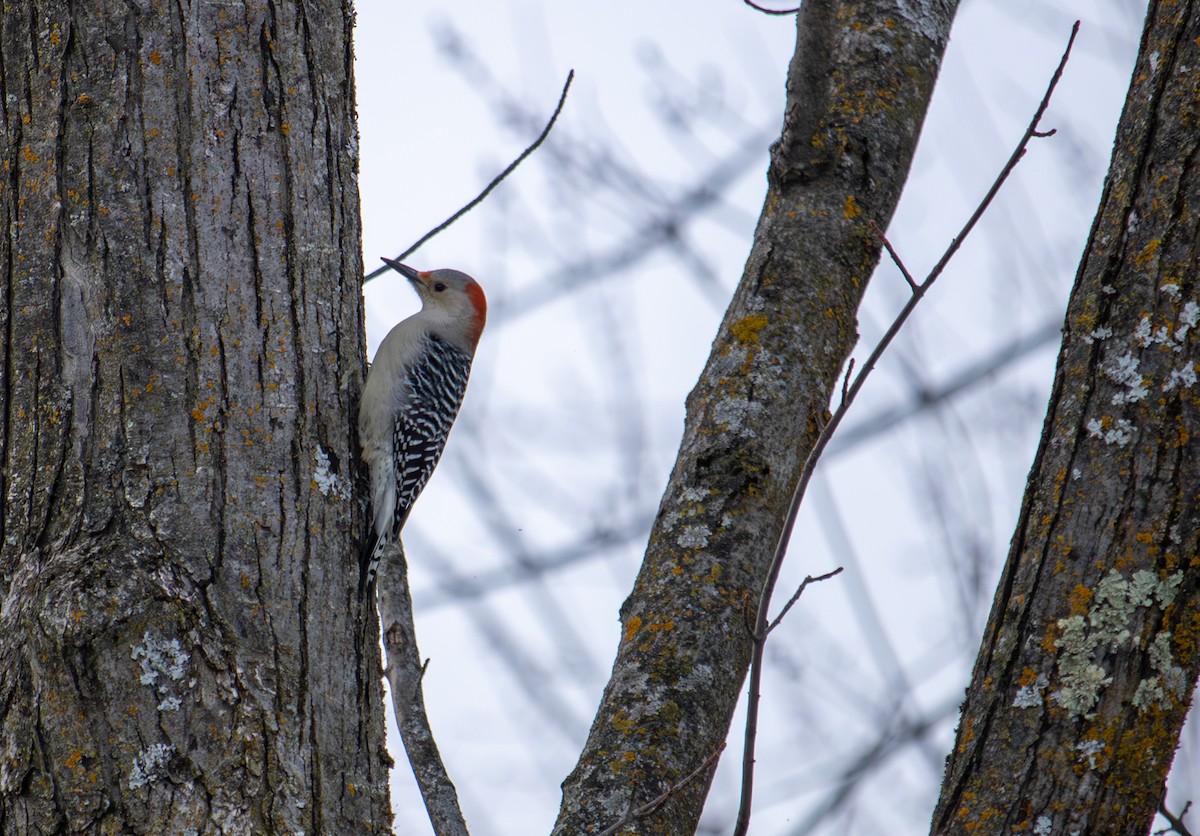 Red-bellied Woodpecker - ML647334742