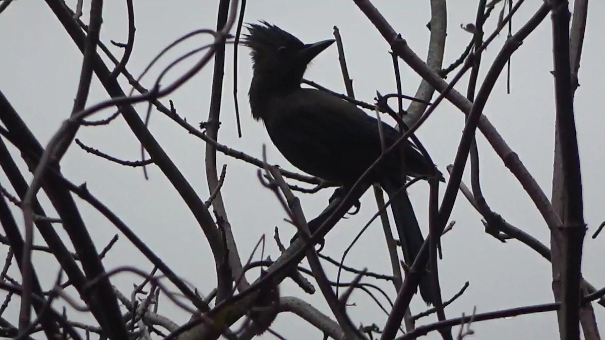 Steller's Jay - ML647334743