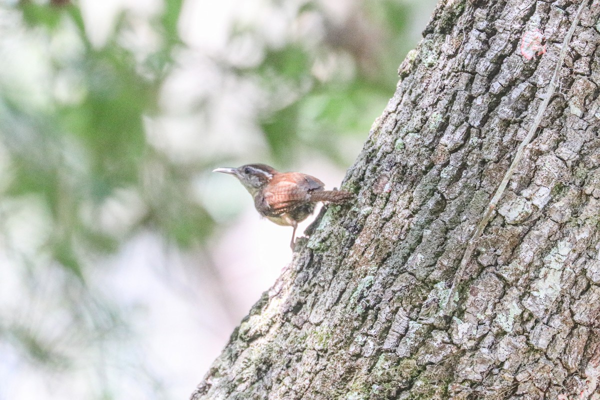 Carolina Chickadee - ML647334744