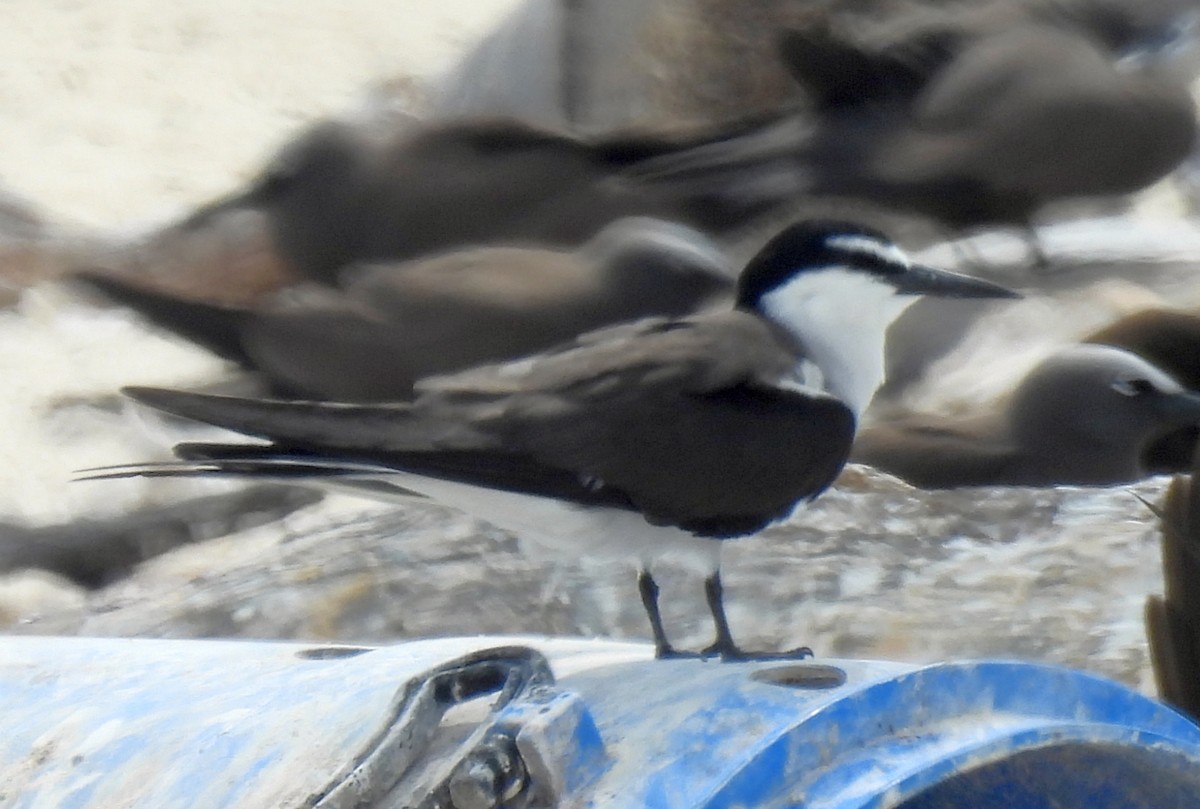 Sterne bridée - ML647334748