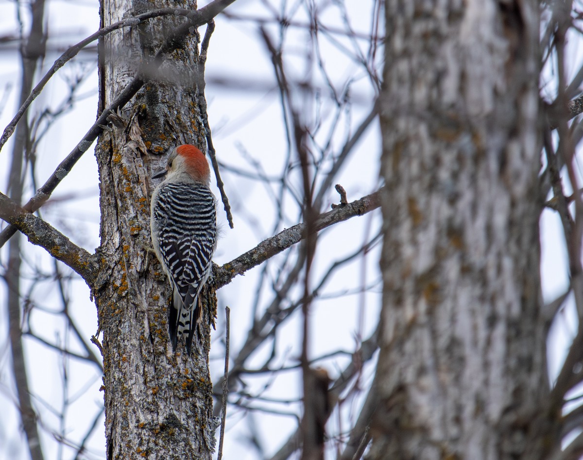 Red-bellied Woodpecker - ML647334749