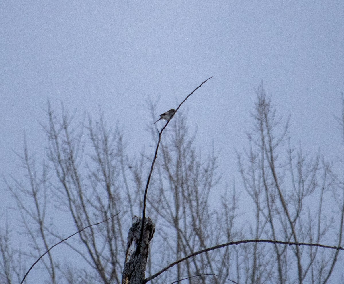 ťuhýk severní - ML647334754