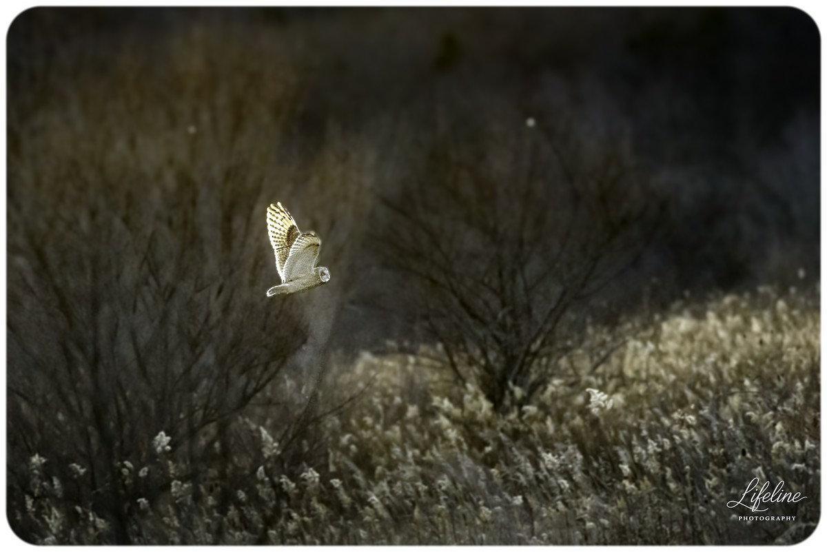 Short-eared Owl - ML647334755