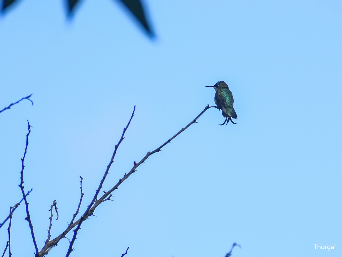 Ruby-throated Hummingbird - ML647334756