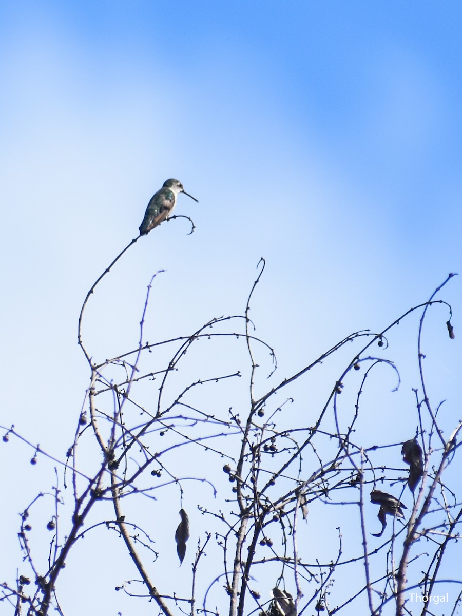 Ruby-throated Hummingbird - ML647334757
