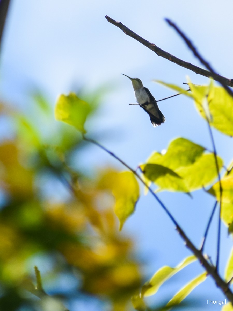 Ruby-throated Hummingbird - ML647334758