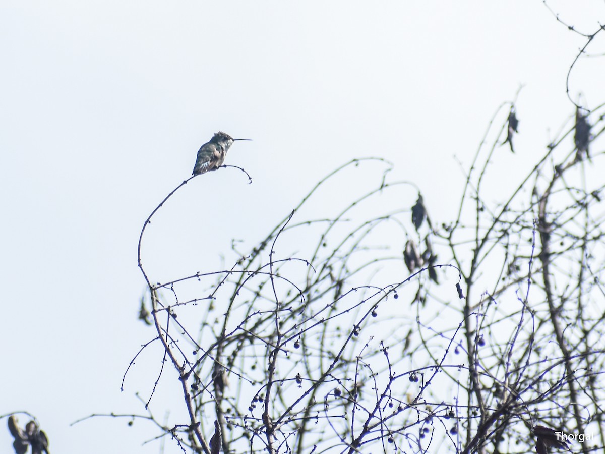 Ruby-throated Hummingbird - ML647334759