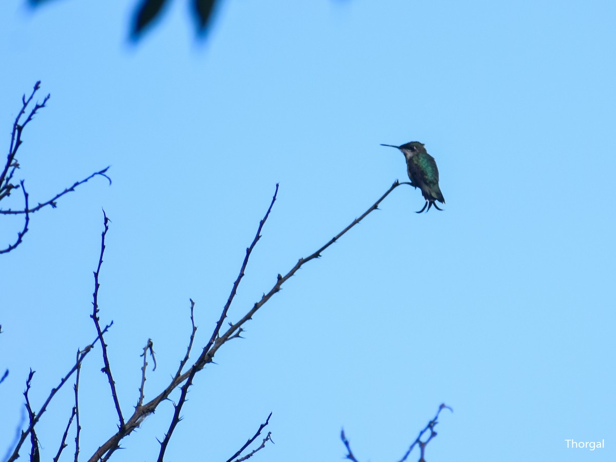 Ruby-throated Hummingbird - ML647334760
