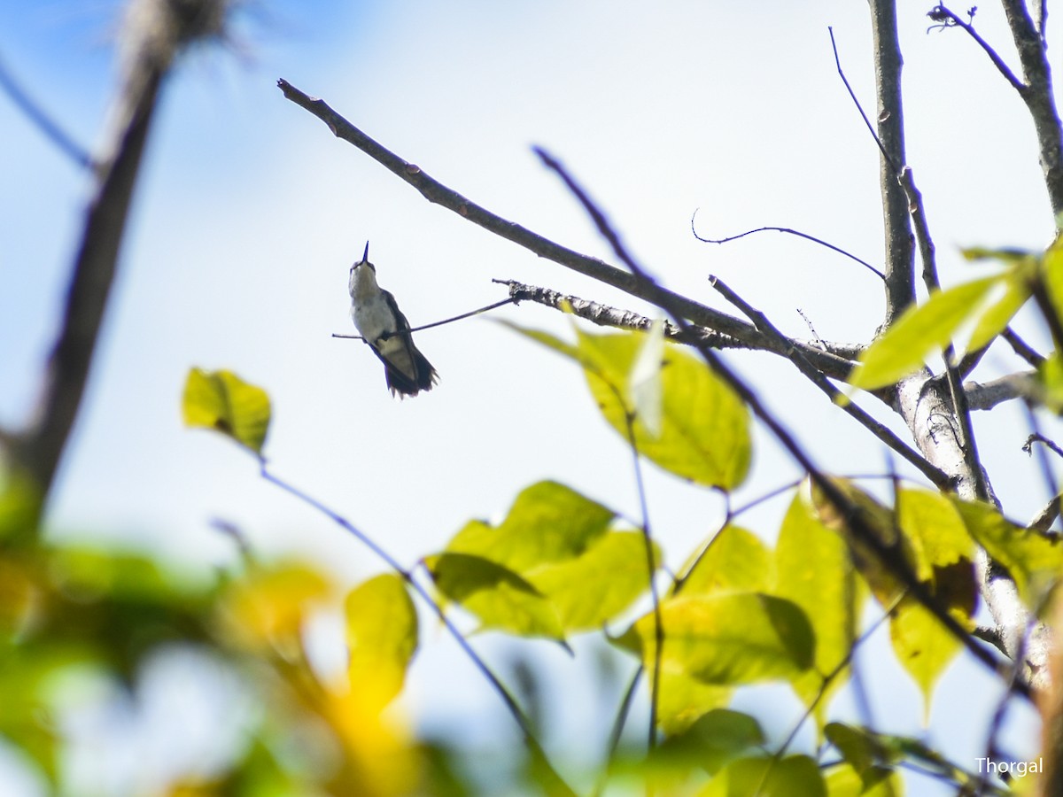Ruby-throated Hummingbird - ML647334761