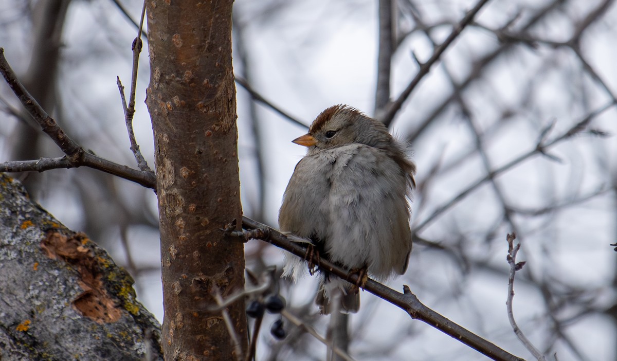Porsuk Serçesi - ML647334785