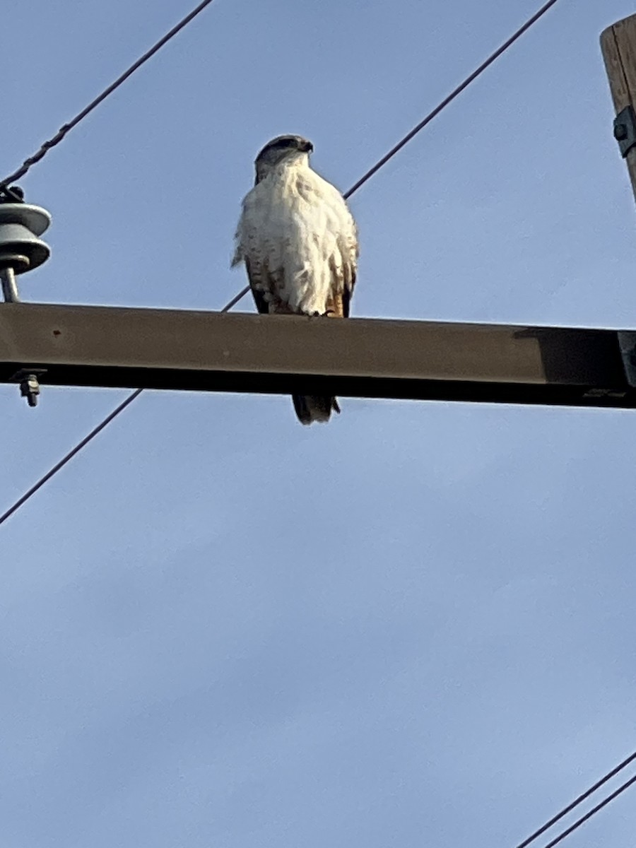 kongevåk - ML647334794