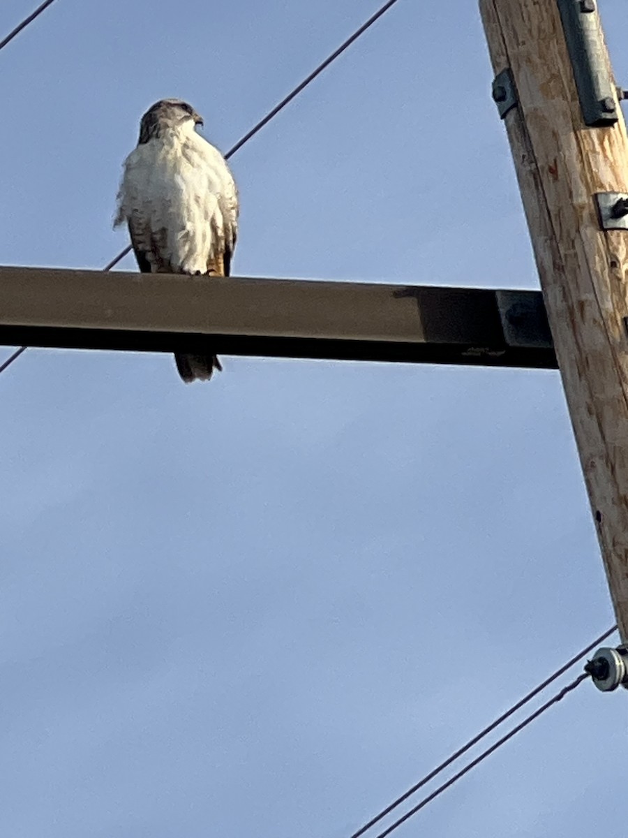 kongevåk - ML647334795