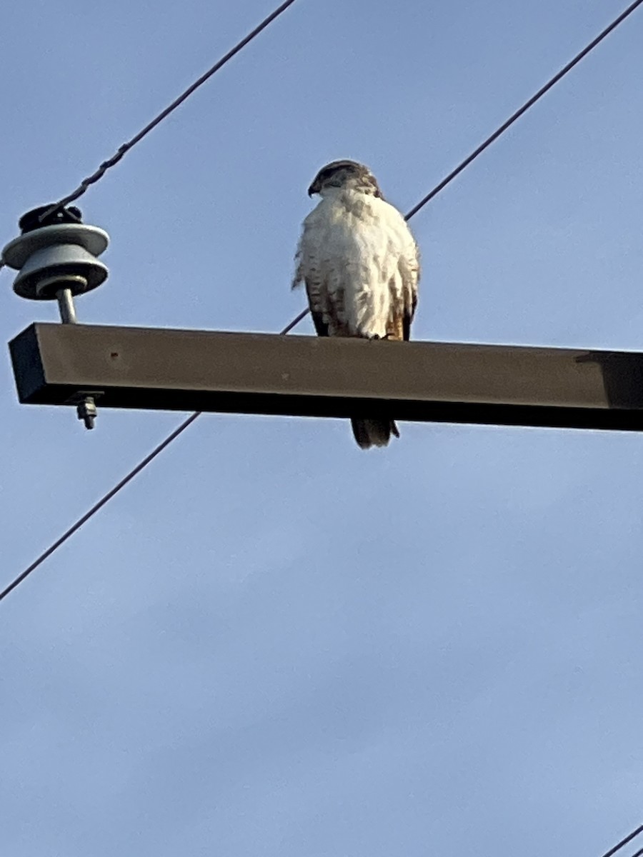 kongevåk - ML647334796