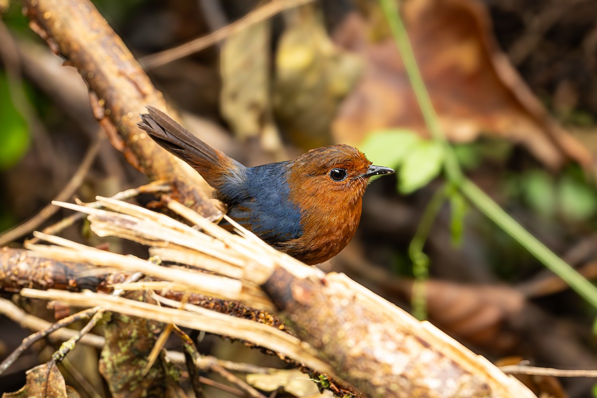 Bornean Shortwing - ML647334798