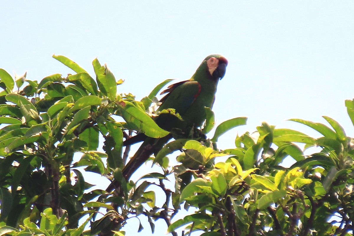 Chestnut-fronted Macaw - ML647334807