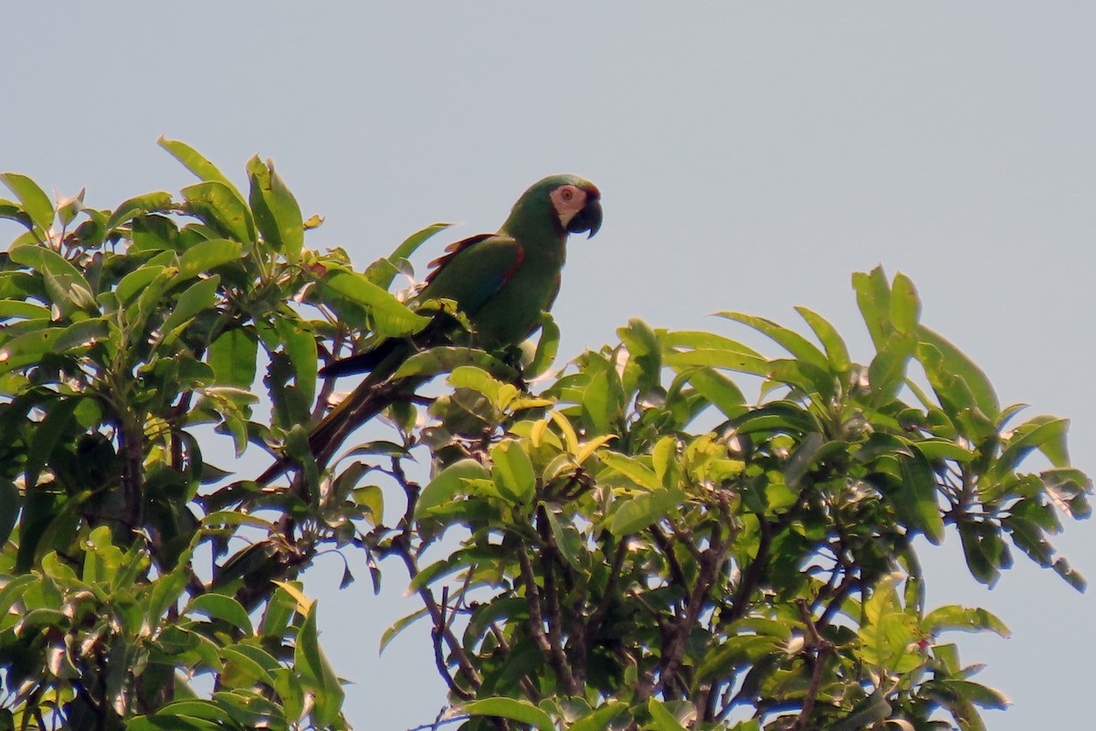 Chestnut-fronted Macaw - ML647334808