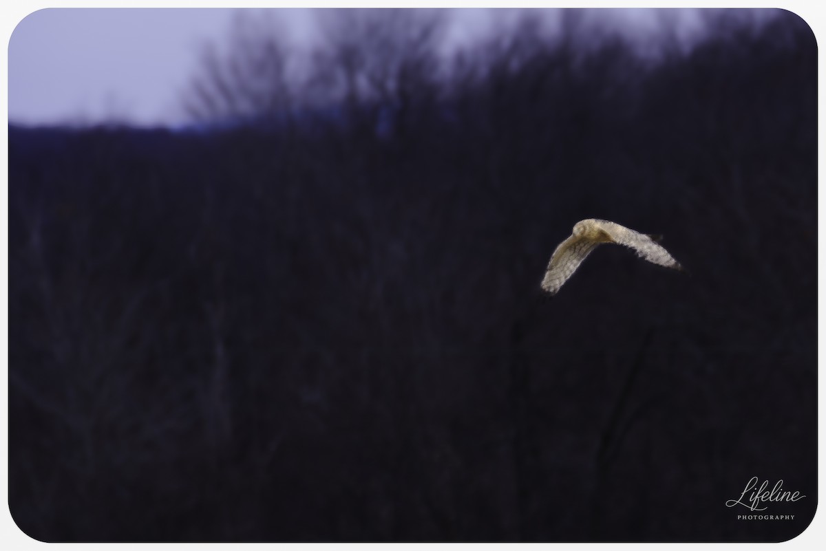 Mirotz zuri iparramerikarra - ML647334820