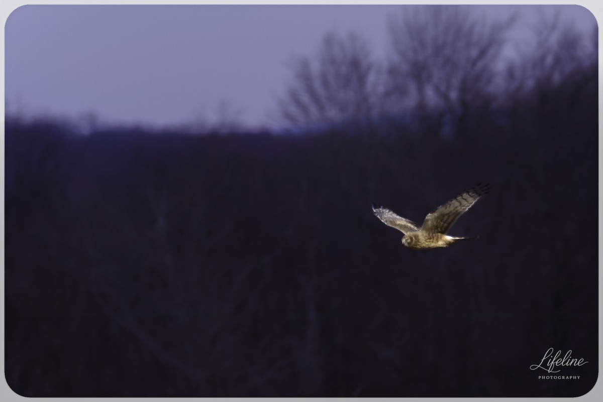 Mirotz zuri iparramerikarra - ML647334821