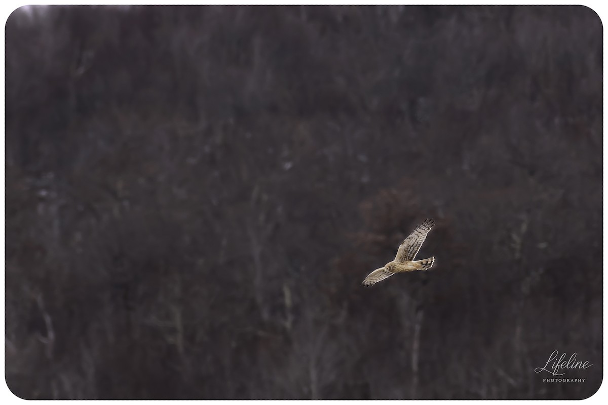 Mirotz zuri iparramerikarra - ML647334822