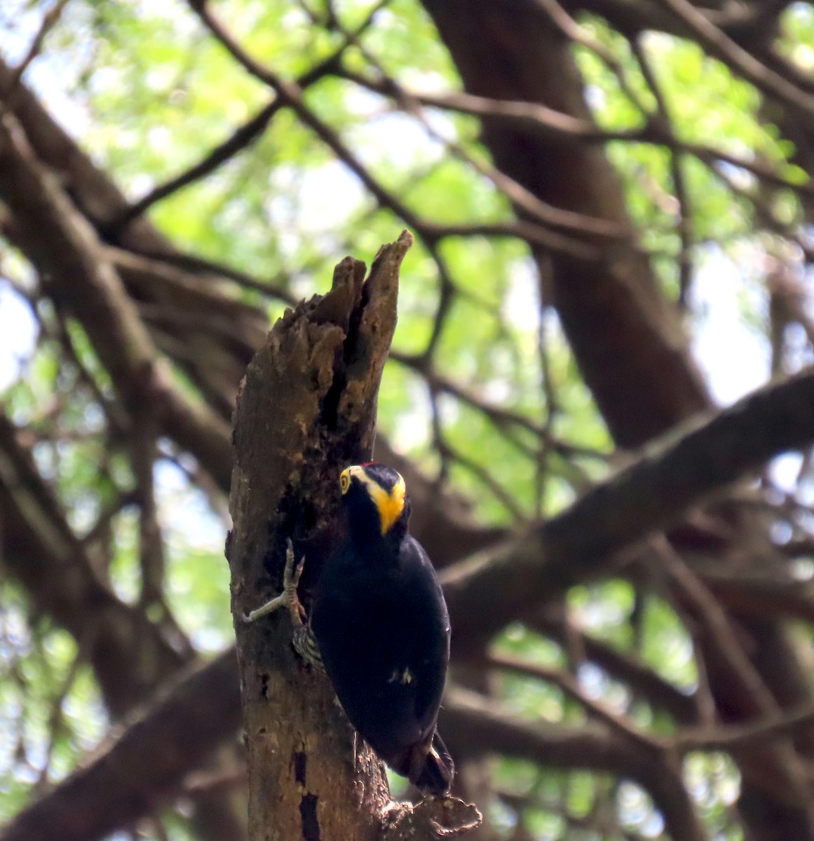 Yellow-tufted Woodpecker - ML647334826