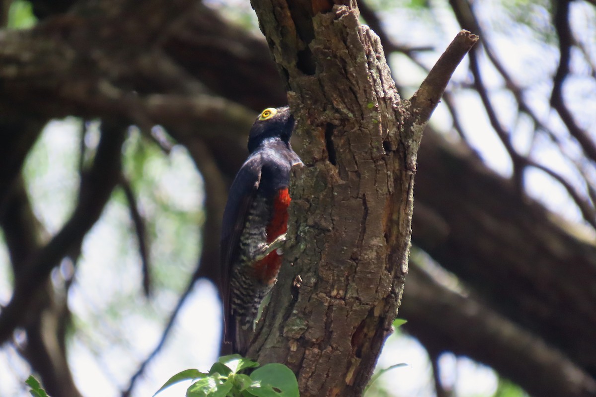 Yellow-tufted Woodpecker - ML647334827