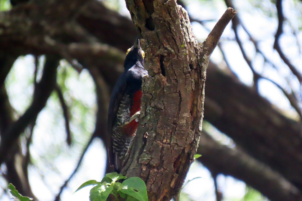 Yellow-tufted Woodpecker - ML647334828