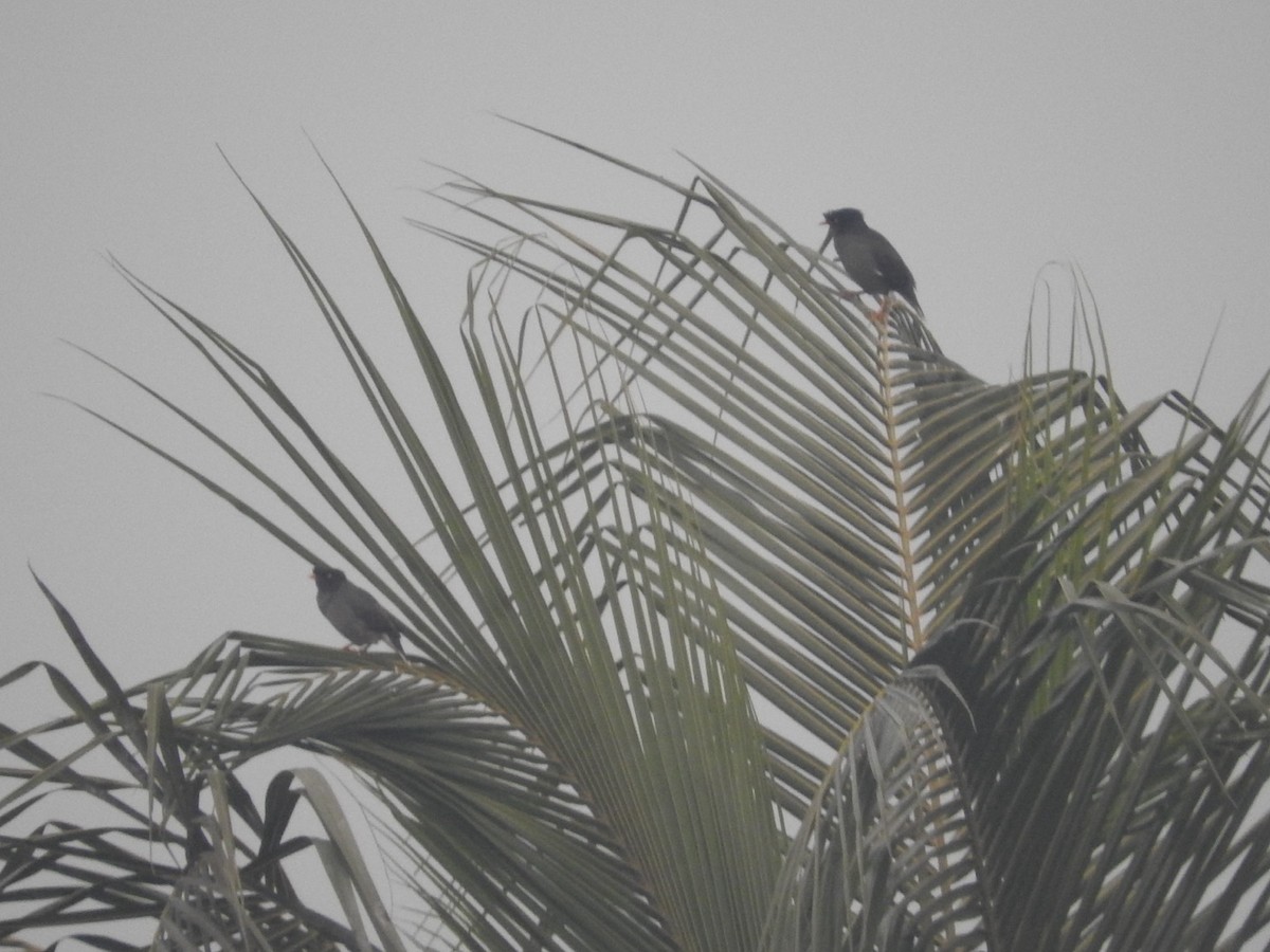 Jungle Myna - ML647334832