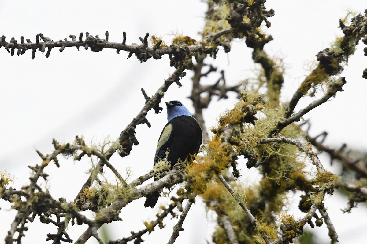 Танагра блакитношия - ML647334844