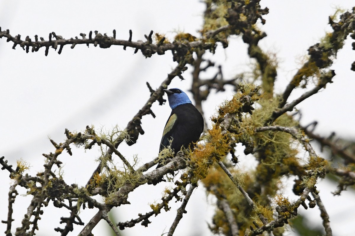 Танагра блакитношия - ML647334845