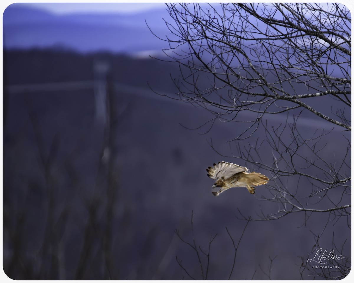 Red-tailed Hawk - ML647334850