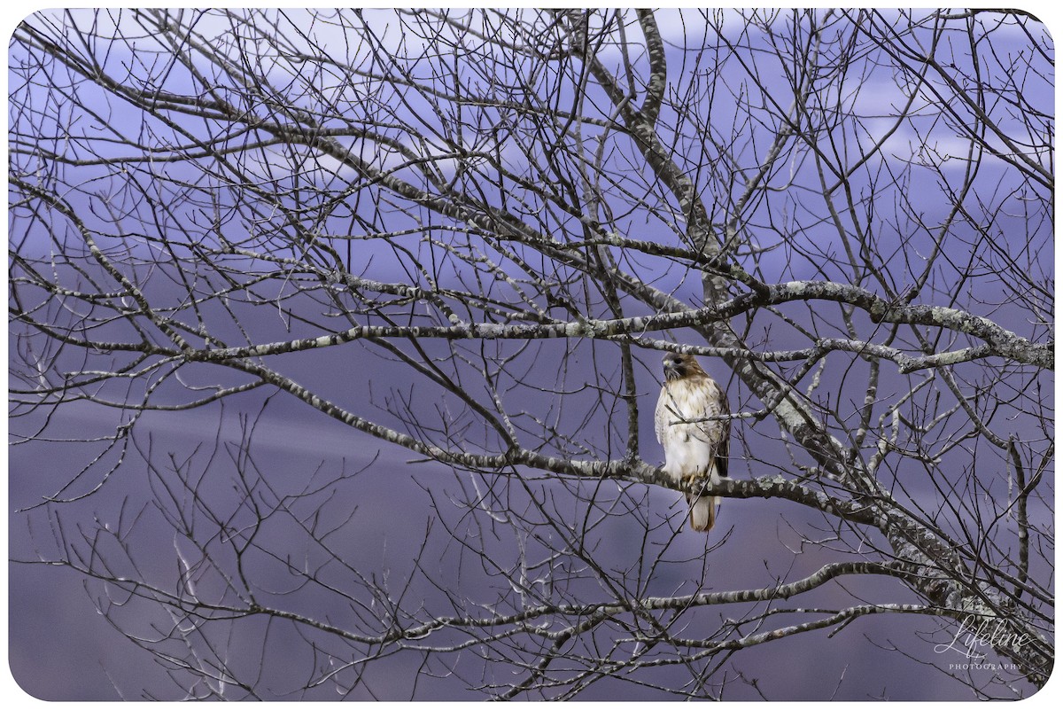 Red-tailed Hawk - ML647334851